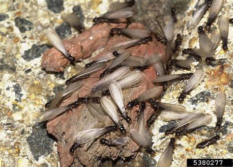 Termites Home And Garden Information Center