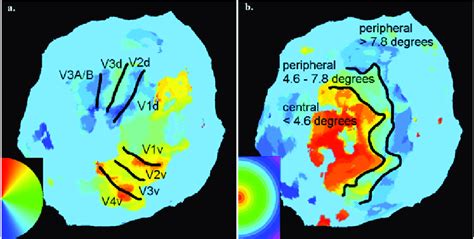 Retinotopy A A Typical Retinotopic Map Of The Flattened Left