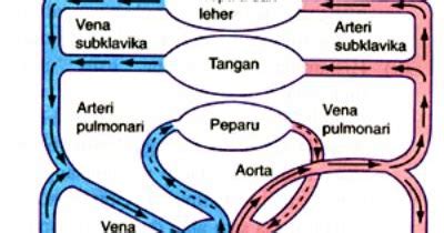 BIOLOGI SMA E Mekanisme Peredaran Darah Manusia