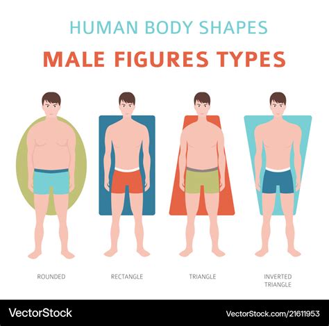 Human Body Shapes Male Figures Types Set Vector Image