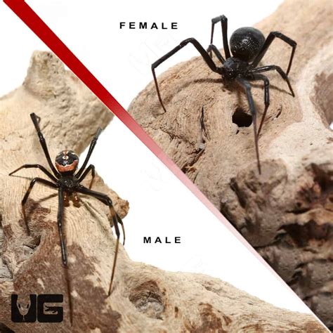 Western Black Widow Spider (Latrodectus hesperus) For Sale ...