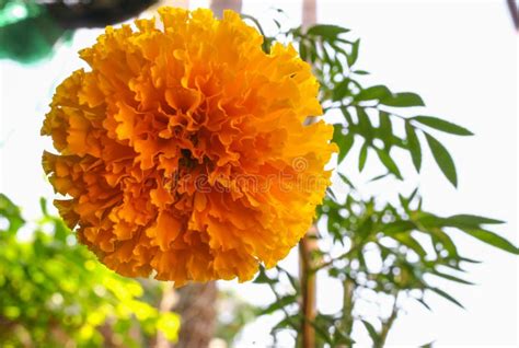 Marigold Yellow Flowers Beautiful In The Garden Stock Photo Image Of