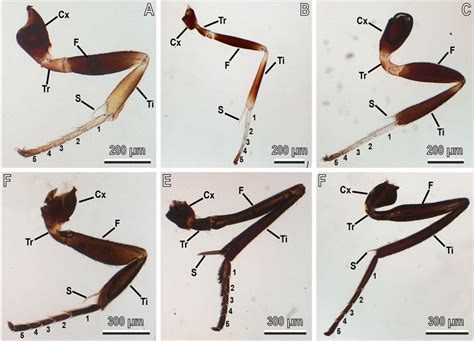 Frontiers Mechanical Interaction Of The Egg Parasitoid Anastatus