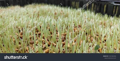 Nutritious Organic Hydroponic Barley Fodder Grown Stock Photo