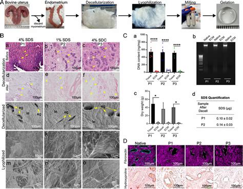 Decellularization Protocol And Assessment For Endometrial Tissue A