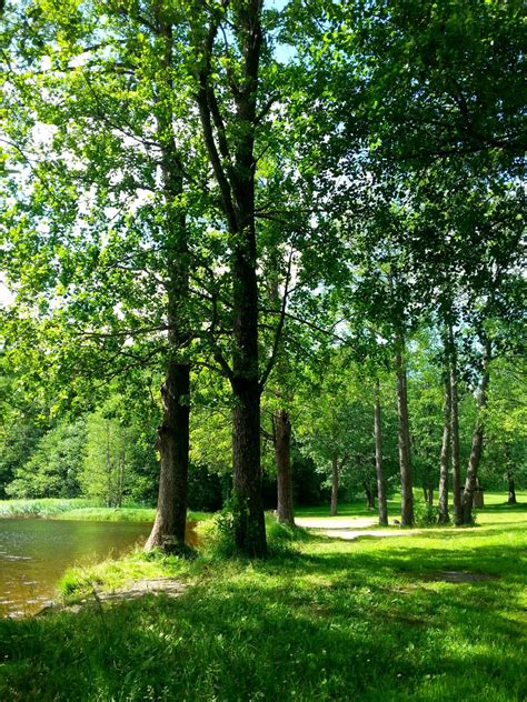 Free Images Beach Landscape Tree Water Grass Sand Sky Lawn