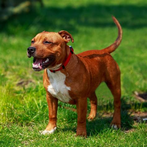 American Staffordshire Terrier Steckbrief Pflege And Herkunft