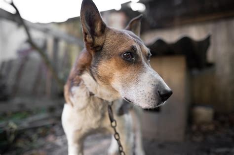 Un perro guardián solitario y triste en una cadena cerca de una casa de