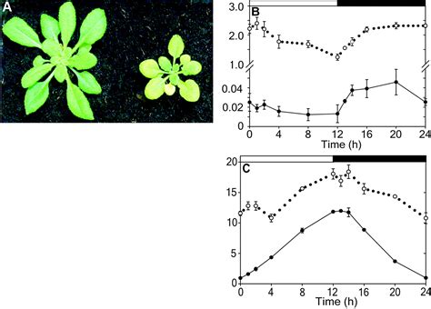 A Previously Unknown Maltose Transporter Essential For Starch