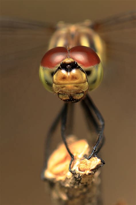 Free Images : flower, insect, yellow, fauna, invertebrate, close up ...