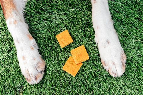 Peanut Butter & Pumpkin Grain Free Dog Treats Recipe | Bone Appetreat