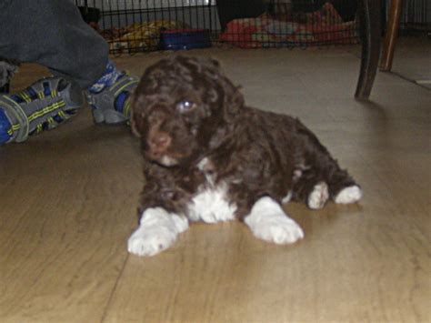 Lagotto Romagnolo Vinný Vrch