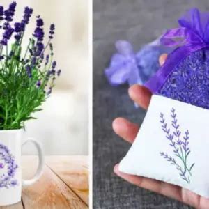 Aqu Se Explica C Mo Hacer Brotes De Lavanda En Una Taza Para Perfumar