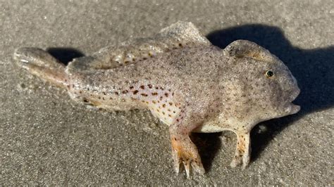 Critically endangered spotted handfish photographed in Tasmania ...