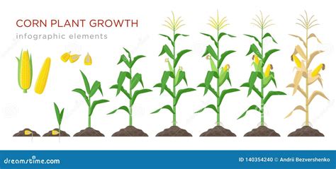 Les étapes D élevage De Maïs Dirigent L illustration Dans La Conception