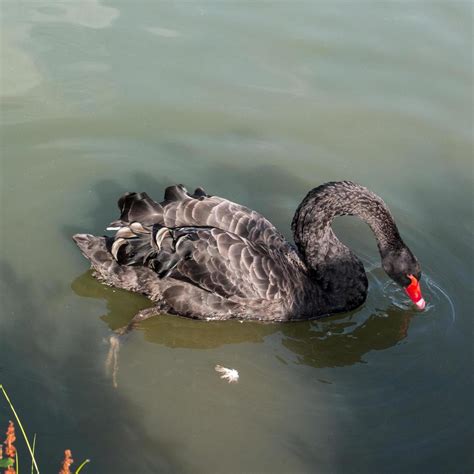 Black Swan on a lake in Kent 6866059 Stock Photo at Vecteezy