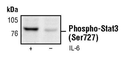 Phospho Stat3 Ser727 Monoclonal Antibody E359 Invitrogen™ 100 μl