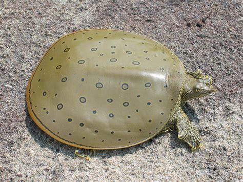 Spiny Softshell Turtle Ontario Nature Advocate For Nature