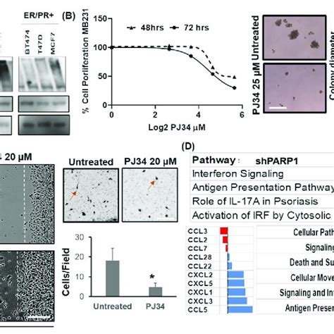 Parp Inhibition Resulted In Reduced Cell Proliferation And Migration