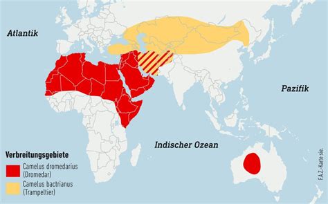 Bilderstrecke Zu W Sten Nutztier Wozu Heute Noch Kamele Bild Von