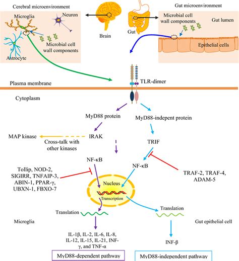 A Simplified Schema Of TLR Signaling In Brain Cells E G Microglia