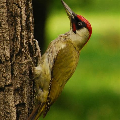 Stream GREEN WOODPECKER CALLS by Peter Toll | Listen online for free on ...