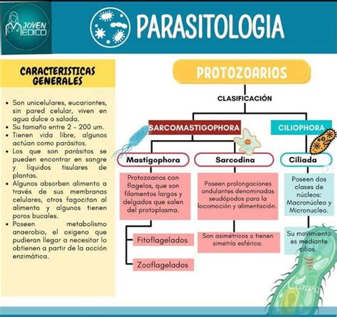 Parasitología YUDOC ORG uDocz