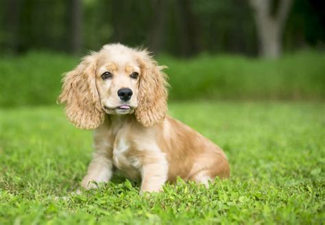 English Cocker Spaniel Breed Information Adoption And Care Zooplus