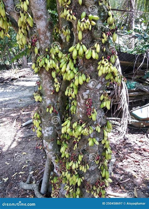 Averrhoa Bilimbi Commonly Known Belimbing Buluh Used by People at Southeast Asia As a Culinary ...