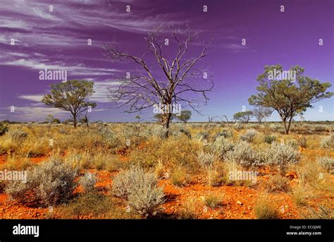 Australian Outback Landscape With Vast Red Plains To Horizon Low