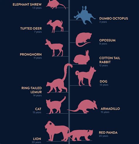 Animal Lifespans American Infographic