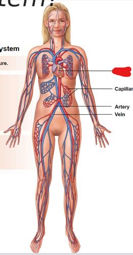 Anatomy And Physiology Blood And Red Blood Cells Flashcards Quizlet