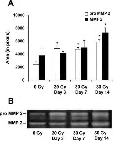 Time Course Assessment Of MMP2 Activity By Gelatin Zymography Panel A