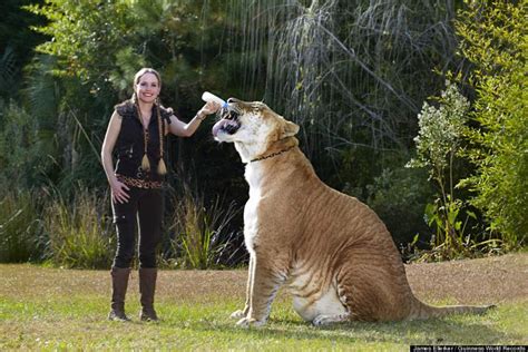 Worlds Largest Living Cat Hercules The Liger Video Our Planet