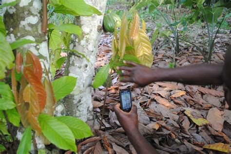 Cocoa Cacao Diseases And Pests Description Uses Propagation