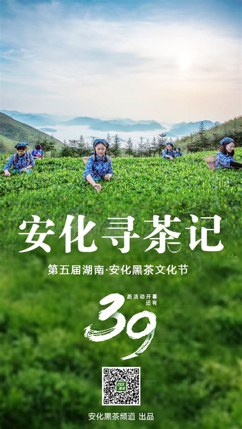 第五届湖南·安化黑茶文化节筹备工作有序推进黑茶时刻安化黑茶频道