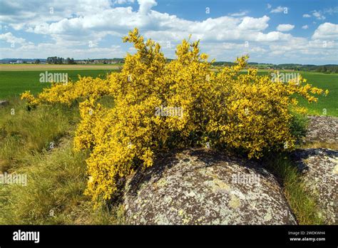 Cytisus Scoparius The Common Broom Or Scotch Broom Yellow Flowering In