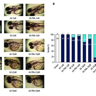 Morphological changes during early embryonic development in zebrafish ... 