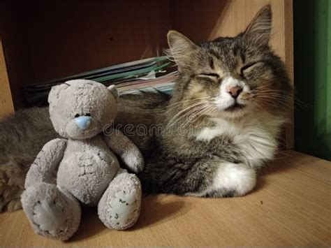 Beautiful cat Barsik stock image. Image of mammal, carnivore - 198360371