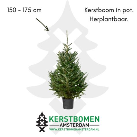 Fraserie 150 175 Cm Potgekweekt Met Kluit Kerstbomen Amsterdam