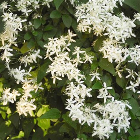 Clematis Sweet Autumn Earl May Garden Center