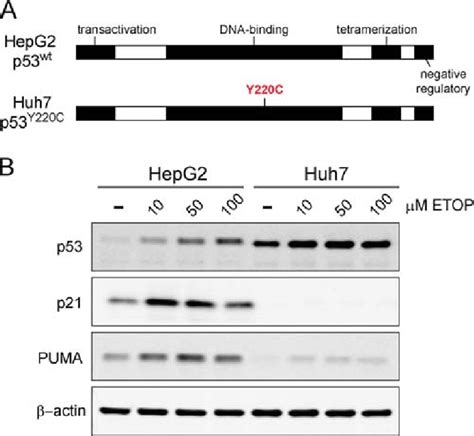 Comparison Of P53 Responses In Hepg2 And Huh7 Cells A Schematic