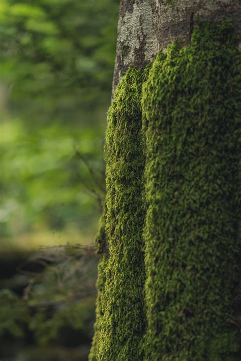 Gambar Pohon Alam Hutan Menanam Halaman Rumput Sinar Matahari