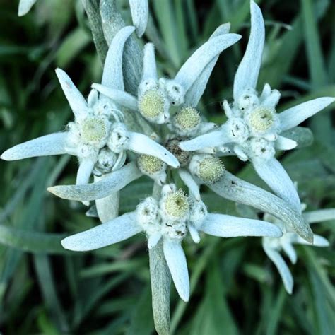 Leontopodium alpinum 'Blossom of Snow' - buy plants at Coolplants