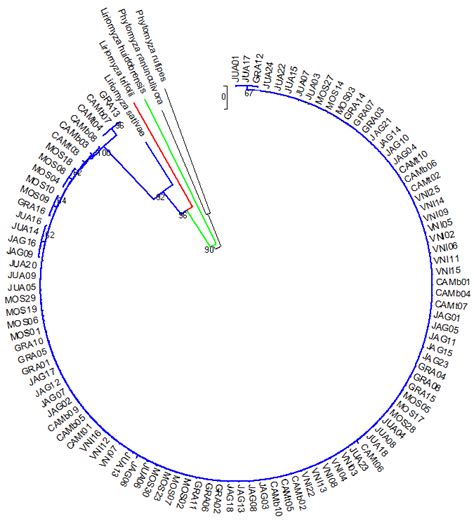 Phylogenetic Analysis Of Liriomyza Sativae Specimens Using The