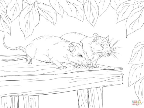 Coloriage Deux Rats Coloriages Imprimer Gratuits