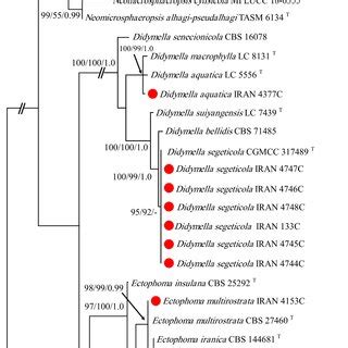 Phylogenetic Tree Constructed From A Maximum Likelihood Analysis Based