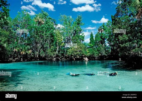 Three Sisters Manatee Sanctuary, USA, Florida, Crystal River Stock ...