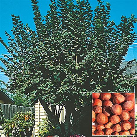 American Hazelnut Tree | Gurney's Seed & Nursery Co.