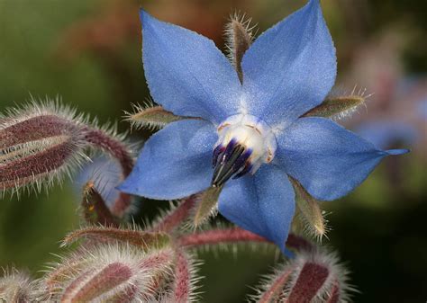 Borage Facts, Health Benefits and Nutritional Value